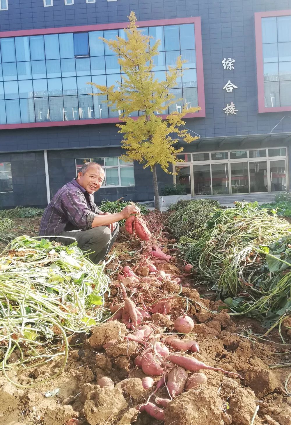 用爆根Ⅰ號，重茬紅薯增產(chǎn)增收擋不??！