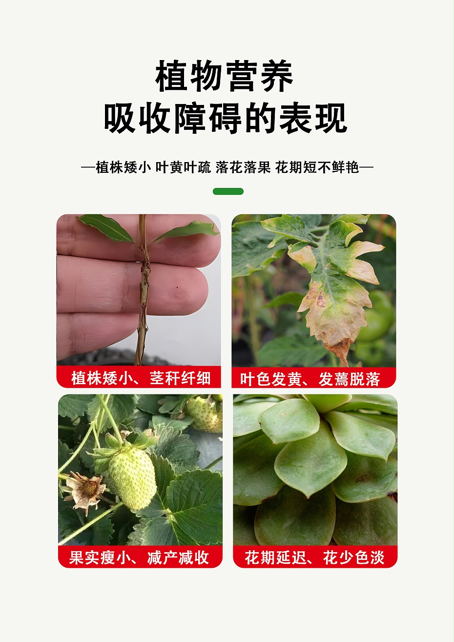 豆豆樂1