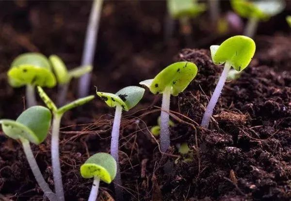 收藏：生物肥中常見菌的作用！